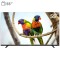 تلویزیون دوو مدل DLE-55K4300U سایز 55 اینچ