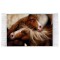 فرش ماشینی دیوارکوب اطلس طرح نقاشی عاشقانه اسب مدل T1125